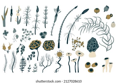 Set of wild meadow, marsh, forest plants, botanical illustration in boho style for decorating weddings and celebrations, designing social networks, postcards and fabrics