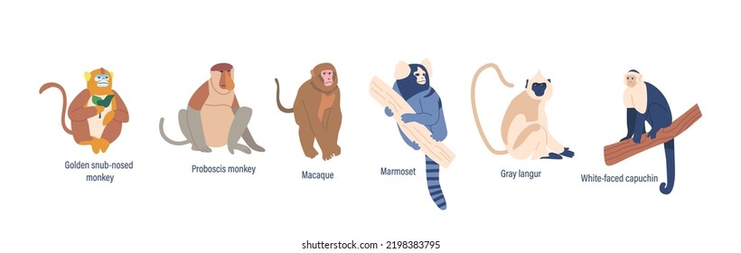 Set of Wild Monkeys or Apes Animals Golden Shub-nosed, Proboscis, White-faced Capuchin and Macaque. Marmoset, Orangutan and Gray Langur Isolated Fauna Creatures. Cartoon Vector Illustration