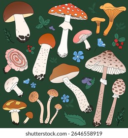 Set of wild mushrooms, boletus, fly agaric, champignon, chanterelles, coral milky cap. Berries of the forest, cranberries and blueberries, green leaves and twigs. Vector illustration 
