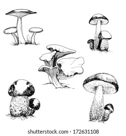 Set of wild mushrooms. Hand drawn illustrations