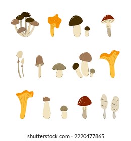 Set of wild mushrooms on a white background