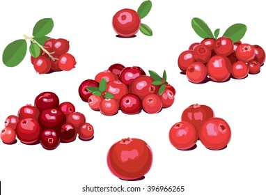 Set of wild northern berries: lingonberry (foxberry, cowberry), cranberry. Simplified, reduced both details and colors for cardboard package reproduction