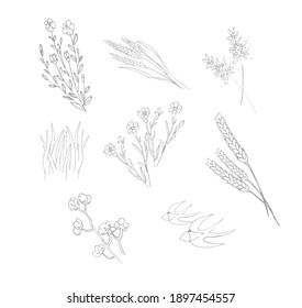 
A set of wild plants in black and white in hand-drawing technique