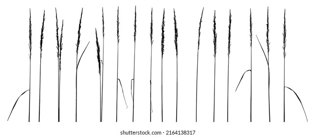 Set of wild plants, silhouette. Vector illustration