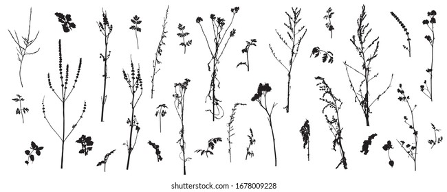 Set of wild plants (weeds), silhouette of bare stems of plants. Vector illustration.