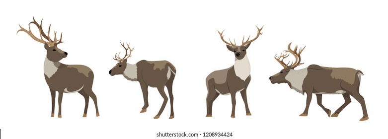 Set of wild reindeer. Caribou. Animals of the North, Alaska, Russia, Canada, Scandinavia. Vector object isolated on white background.