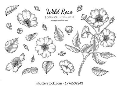 Set of Wild rose flower and leaf hand drawn botanical illustration with line art on white backgrounds. 