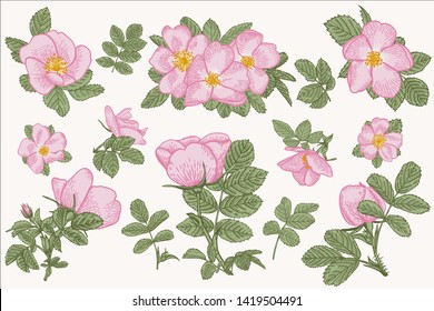 Set of wild rose. Vector botanical illustration.