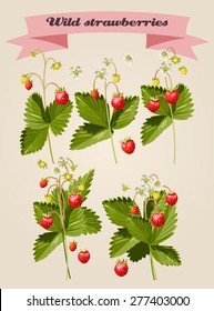 Set of wild strawberries twigs and elements