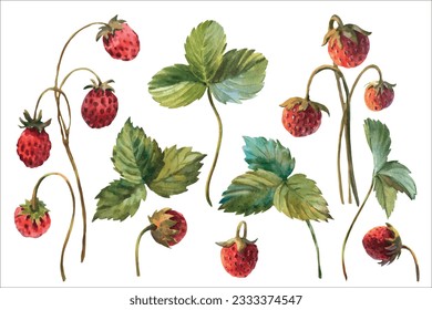 Set of wild Strawberries watercolor. Hand-drawn watercolour vector illustration. Fresh red berries. Green leaves, brunch. Isolated on white background.