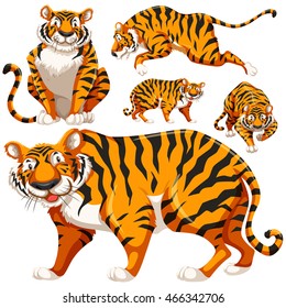 Set of wild tigers illustration