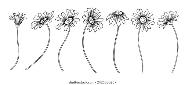 Set von wilden, Wildblumen und Kamillenknospen.Vektor-Grafiken.