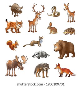 set of wild wood animals, color cartoon animals on a white background, vector illustrations