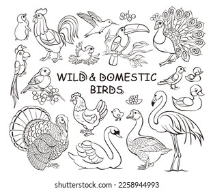 Set wilde   domestic birds doodles  hand drawn icon illustrations white background  Banner traditional sketch line art style  Vector cartoon isolated illustration 