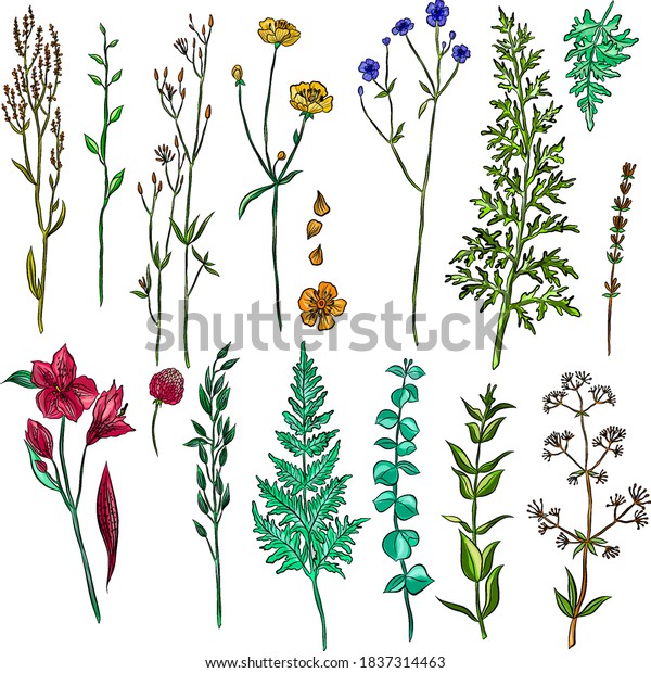 Set Wildflowers Color Vector Illustration Stock Vector (Royalty Free ...