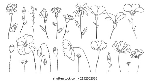 A set of wildflowers in doodle style. Daisies, chamomile, poppies, cornflowers, various grasses. Vector black and white illustration