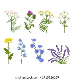 Set of wildflowers and herbs on a white isolated background. Vector illustration. For decorating herbal packaging, web design.
