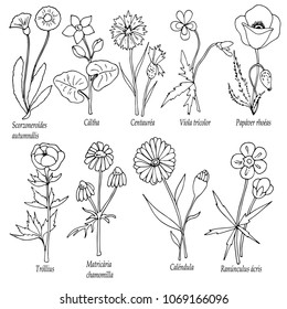 set of wildflowers with latin names, hand drawing style, vector illustration, outline on white