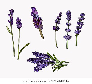 Set of wildflowers. Lavender on the white background. Stock illustration.