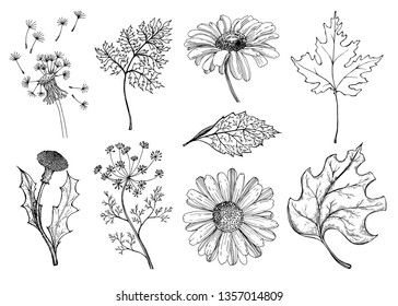 Set of wildflowers and wild herbs. Vector illustration. Sketch. Light background. Design for girl tattoo.  Dandelion, chamomile, dill. Postcard or poster.
