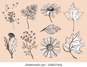 Set of wildflowers and wild herbs. Vector illustration. Sketch. Light background. Design for girl tattoo.  Dandelion, chamomile, dill. Postcard or poster. Herbarium.
