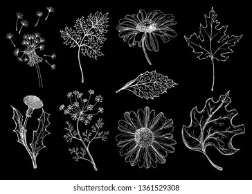 Set of wildflowers and wild herbs. Vector illustration. Sketch. Light background. Design for girl tattoo.  Dandelion, chamomile, dill. Postcard or poster. Herbarium.

