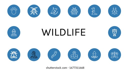 Set of wildlife icons. Such as Animal, Cockroach, Lizard, Ladybug, Meerkat, Beetle, Moth, Snake, Worm, Flamingo, Squid, Butterfly, Hunter, Cod , wildlife icons