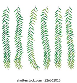 Set of  willow branches with leaves