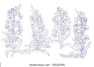 Set. Willow, Chamerion angustifolium, fireweed, great willow-herb, rosebay hand drawn vintage ink sketch vector botanical illustration. Health and Nature set of medical plants for design package tea