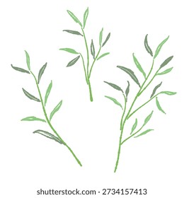 Conjunto de Ramos de Salgueiro Eucalyptus (Folhas Estreitas)
