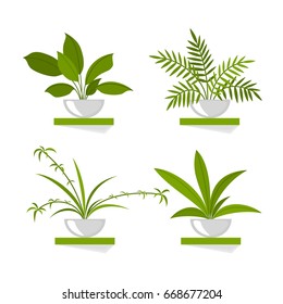 Set - window plants in pots - amazonian lily, chlorophytum, palm tree. Vector drawing.