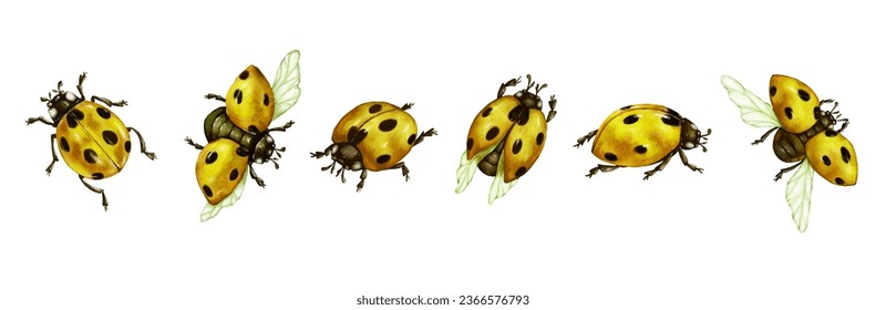 Set of winged insects yellow ladybug.vector graphics.