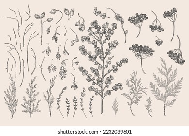 Set with winter berries and evergreens. Botanical vector illustration. Black and white. svg