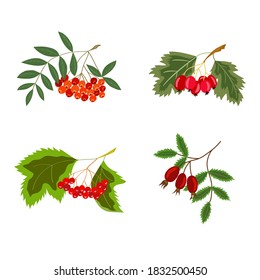 Set of winter berries: mountain ash, hawthorn, viburnum, rosehip, in color. Christmas plants. Isolated on white. Christmas winter botanical hand drawn set. 