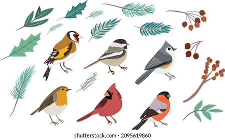 Set of winter birds and berries, leaves. Vector graphics. Cute illustration, separated birds and tree branches.