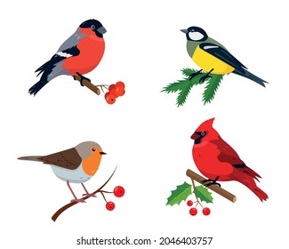 Set of winter birds. Red cardinal, bullfinch, tit and robin bird with red berries and branches. Vector illustration for Christmas and New Year's design.