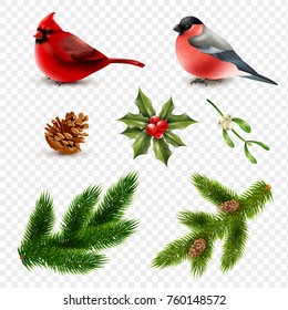 Set of winter birds red cardinal and bullfinch with fir branches isolated on transparent background vector illustration 