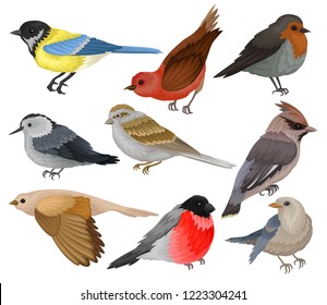 Set of winter birds. Wildlife and fauna theme. Wild feathered animal. Flat vector elements for ornithology book