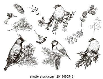 Set of winter evergreen plants, berries and birds on twigs. Hand drawn vintage floral sketch illustration. Black and white Christmas vector elements. Isolated.