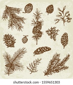 Set of winter evergreen plants and cones. Decorative vintage elements for Christmas and new year design. Hand drawn illustration.