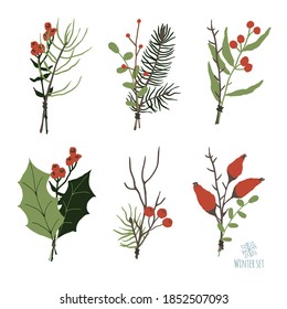 Set of winter floral decoration element with pine, leaves, berries and spruce. Hand drawn style. Vector illustration for winter ornament design.