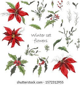 Set of winter flowers (poinsettia, white mistletoe, Holly) isolated on a white background. realistic hand-drawn doodles, colorful ornaments, decorations for seasonal cards, posters, advertising. 