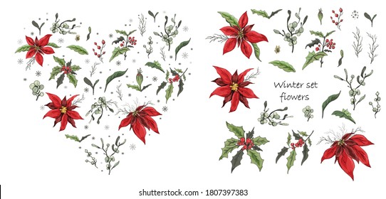 Set of winter flowers (poinsettia, white mistletoe, Holly) isolated on a white background. realistic hand-drawn doodles, colorful ornaments, decorations for seasonal cards, posters. Vintage style