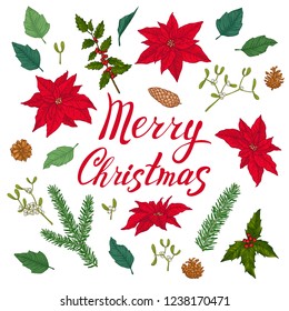Set of winter plants, flowers and berries for christmas decoration. Poinsettia, leaves, mistletoe, holly, fir, pinecones and Merry Christmas lettering on white background. Nice for Christmas design.