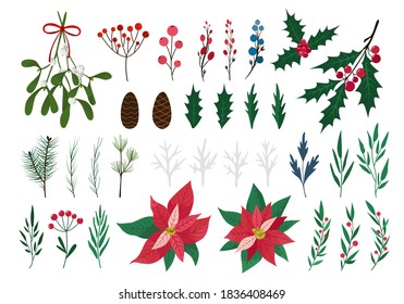 Set of winter plants - Holly, Poinsettia, Mistletoe, Cineraria. Traditional Christmas decoration. Leaves, berries, conifer, cone. Vector illustration isolated on white background. Flat cartoon design