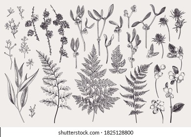 Set with winter plants. Vector botanical illustration. Fern, larch branches and cones, eucalyptus leaves and seeds, mistletoe, snow berry, blue thistle. Black and white.