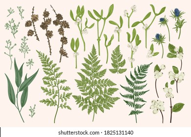 Set with winter plants. Vector botanical illustration. Fern, larch branches and cones, eucalyptus leaves and seeds, mistletoe, snow berry, blue thistle.