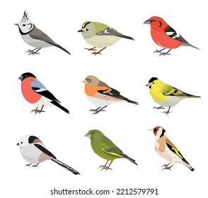 Conjunto de pájaros cantores de invierno aislados en un fondo blanco. Crested tetas, Goldcrest, Crossbill, Bullfinch, Brambling, Greenfinch, Goldfinch, Siskin, tetas de cola larga. Ilustración del vector