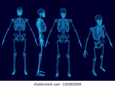 Set with wireframe polygonal human skeletons. Front, back, side, isometric view. Polygonal set of human skeletons of blue lines on a dark background. 3D. Vector illustration.