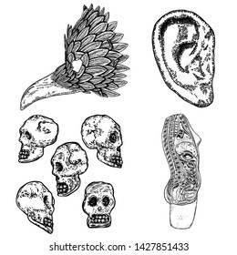 Set of witchcraft magic, occult attributes decorative elements. Human skulls, human ear, bird mask, anatomical women body. Set for Halloween. Vector. 
